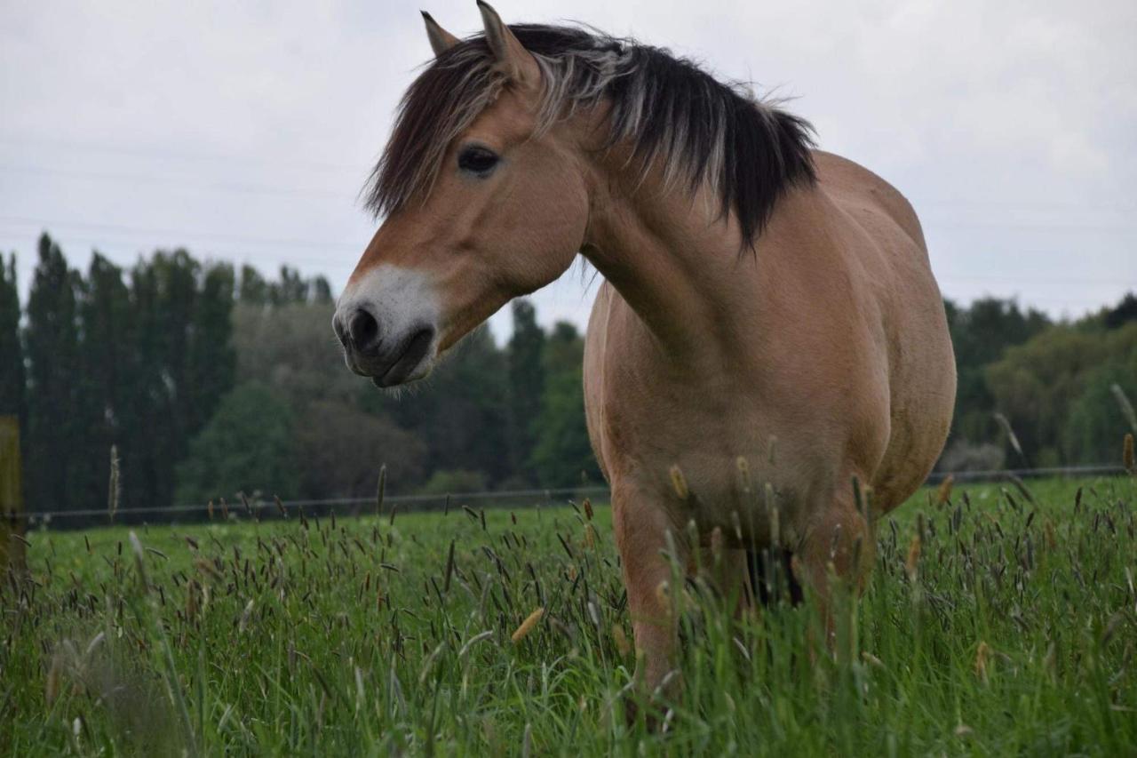 Ferme De La Forterie Verlinghem Esterno foto