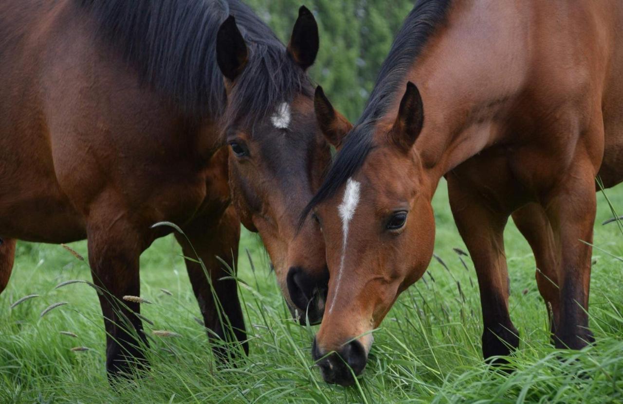 Ferme De La Forterie Verlinghem Esterno foto